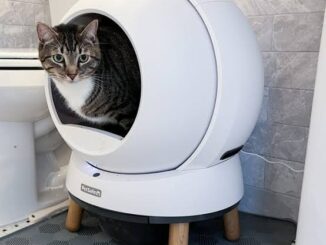 The Best Litter Boxes for Odor Control in 2025