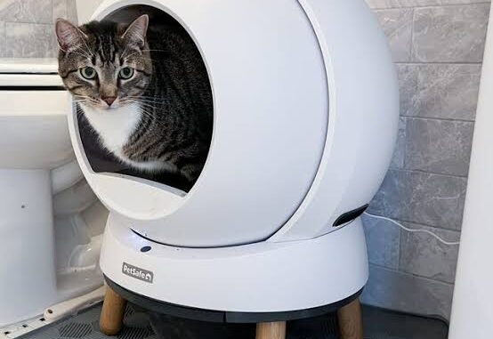 The Best Litter Boxes for Odor Control in 2025 The Best Litter Boxes for Odor Control in 2025