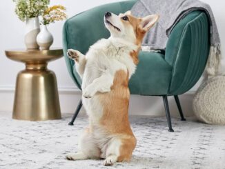 10 Fun Tricks to Teach Your Dog
