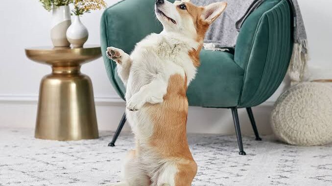 10 Fun Tricks to Teach Your Dog