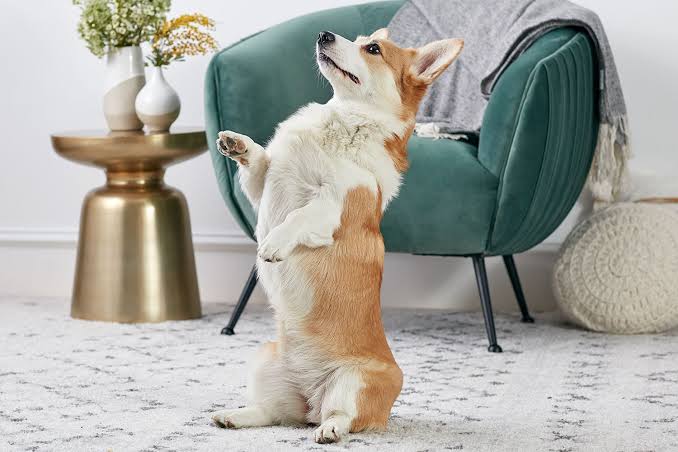 10 Fun Tricks to Teach Your Dog
