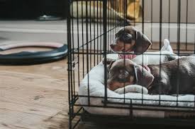 images (19) How to Crate Train Your Puppy in 7 Steps