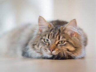 How to Help Your Cat Adjust to a New Home