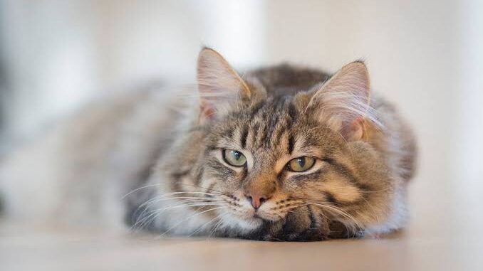 How to Help Your Cat Adjust to a New Home How to Help Your Cat Adjust to a New Home