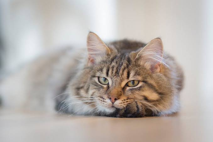 How to Help Your Cat Adjust to a New Home