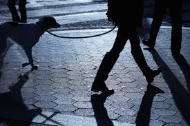 7 Ways to Keep Your Dog Safe at Night