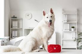 How to Create a Pet Emergency Kit How to Create a Pet Emergency Kit