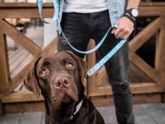 The Best Dog Leashes for Training