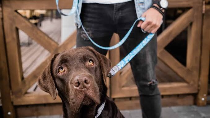 The Best Dog Leashes for Training The Best Dog Leashes for Training