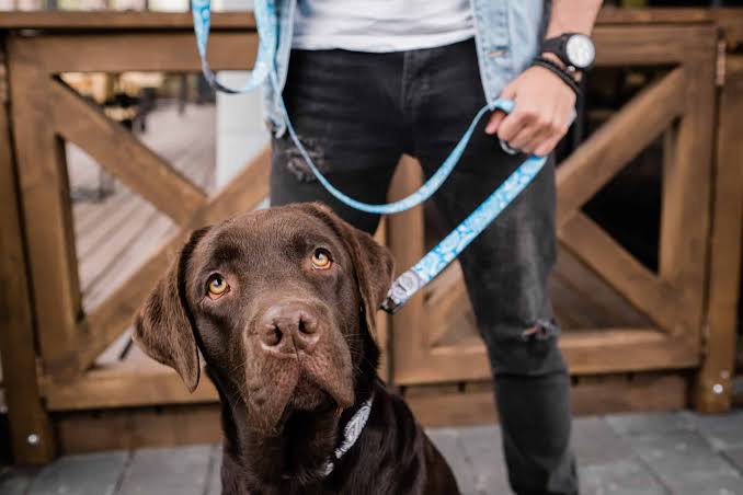 The Best Dog Leashes for Training