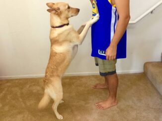 How to Stop Your Dog from Jumping on People