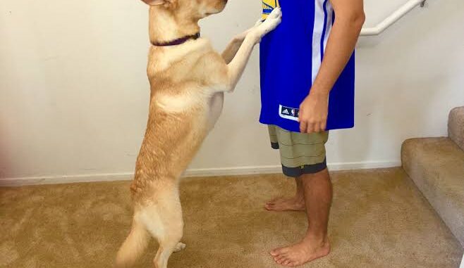 How to Stop Your Dog from Jumping on People How to Stop Your Dog from Jumping on People