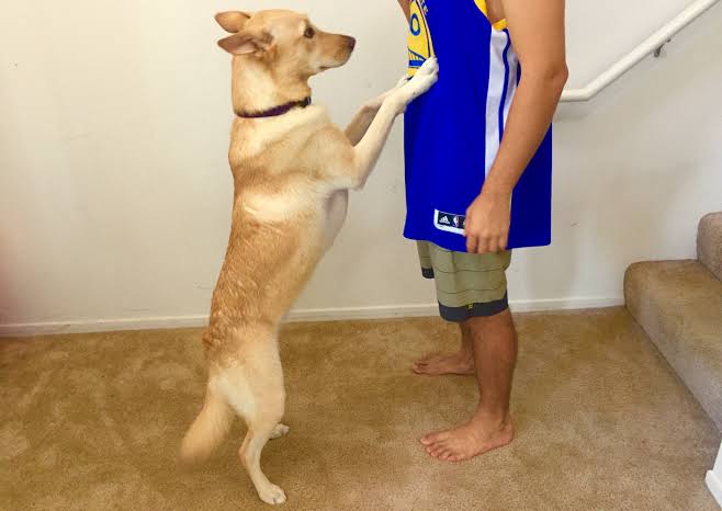 How to Stop Your Dog from Jumping on People