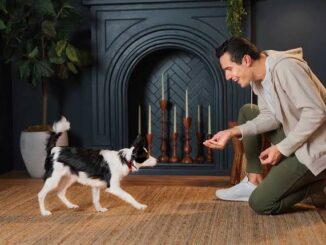 How to Train Your Dog to Come When Called