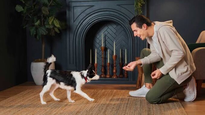 How to Train Your Dog to Come When Called How to Train Your Dog to Come When Called