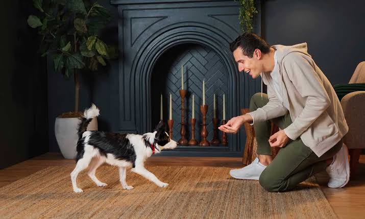 How to Train Your Dog to Come When Called