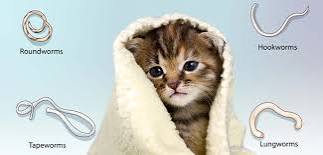 How to Spot and Treat Worms in Cats