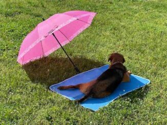 The Best Cooling Mats for Dogs in Hot Weather