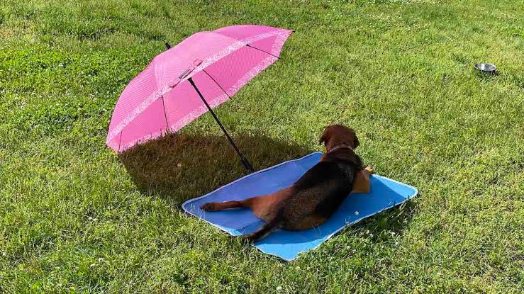 The Best Cooling Mats for Dogs in Hot Weather