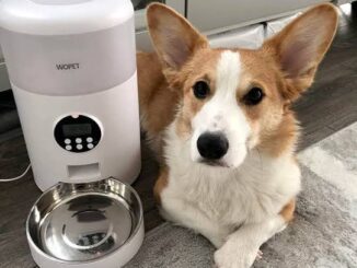 The Best Automatic Feeders for Dogs