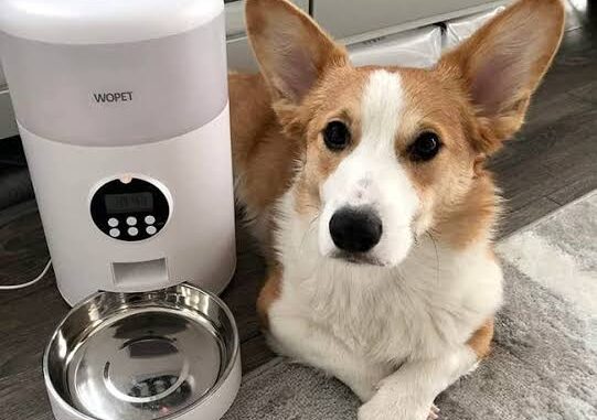 The Best Automatic Feeders for Dogs The Best Automatic Feeders for Dogs