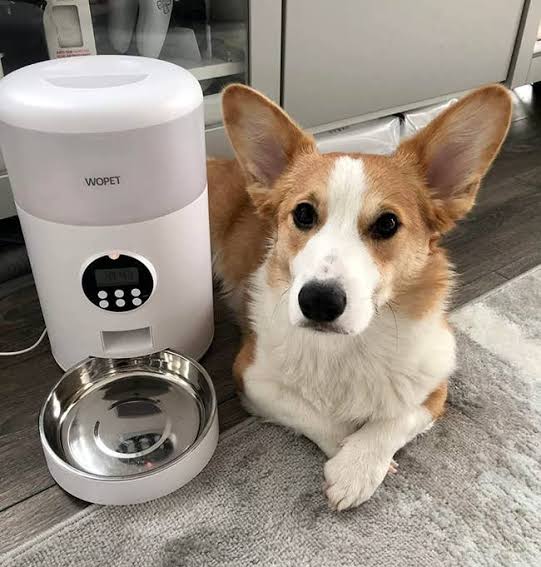 The Best Automatic Feeders for Dogs