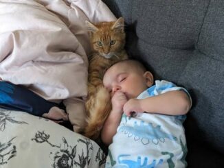 How to Introduce a Cat to a New Baby