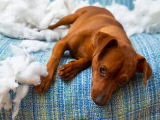 7 Signs Your Dog Needs More Exercise