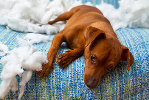 7 Signs Your Dog Needs More Exercise 7 Signs Your Dog Needs More Exercise
