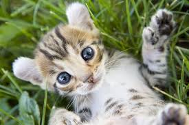 The Top 10 Cat Breeds for Families with Kids The Top 10 Cat Breeds for Families with Kids