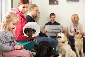 How to Prepare Your Dog for a Vet Visit How to Prepare Your Dog for a Vet Visit