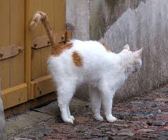 How to Stop Your Cat from Spraying How to Stop Your Cat from Spraying