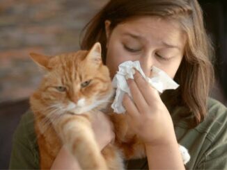 5 Tips for Managing Cat Allergies in Humans
