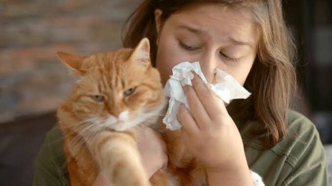 5 Tips for Managing Cat Allergies in Humans 5 Tips for Managing Cat Allergies in Humans