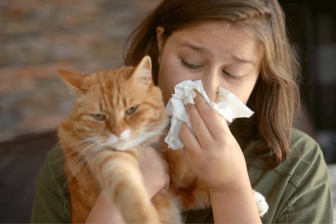 5 Tips for Managing Cat Allergies in Humans
