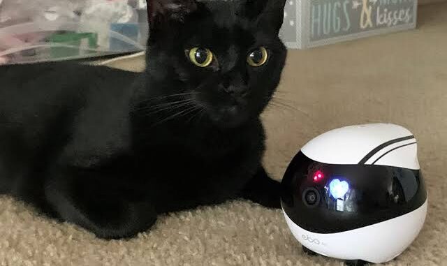 The Best Pet Cameras to Monitor Your Cat The Best Pet Cameras to Monitor Your Cat