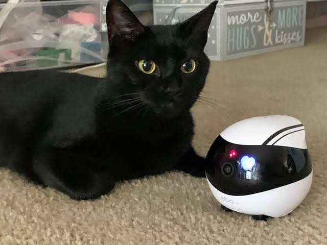 The Best Pet Cameras to Monitor Your Cat