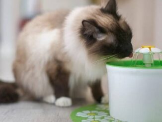 The Best Water Fountains for Cats