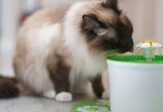 The Best Water Fountains for Cats The Best Water Fountains for Cats