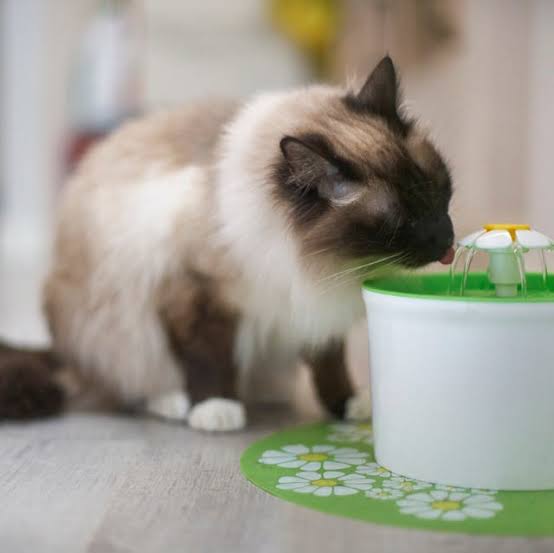 The Best Water Fountains for Cats