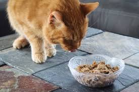 The Best Cat Foods for Hairball Control