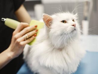 5 Ways to Keep Your Cat’s Coat Shiny and Healthy