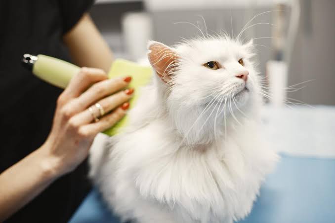 5 Ways to Keep Your Cat’s Coat Shiny and Healthy