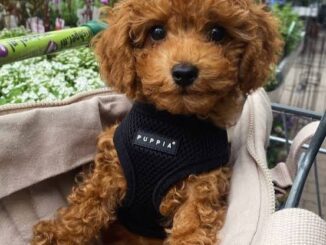 The Best Harness for Small Dogs