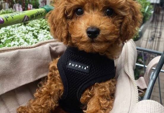 The Best Harness for Small Dogs The Best Harness for Small Dogs