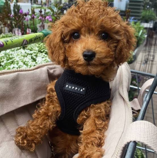 The Best Harness for Small Dogs