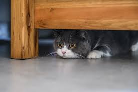 5 Reasons Why Your Cat Hides and How to Help 5 Reasons Why Your Cat Hides and How to Help