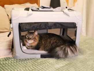 The Best Cat Carriers for Stress-Free Travel
