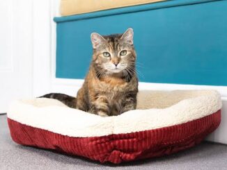 Tips for Introducing a New Cat Bed