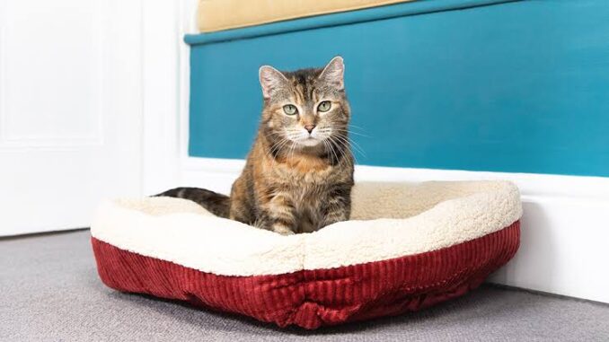 Tips for Introducing a New Cat Bed Tips for Introducing a New Cat Bed